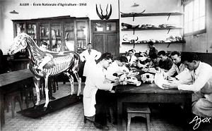 ALGER - ECOLE NATIONALE D'AGRICULTURE - 1950